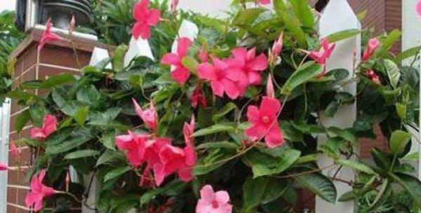 红蝉花的毒性及适宜养护环境（关于红蝉花的毒性和养护技巧，你需要知道的一切）