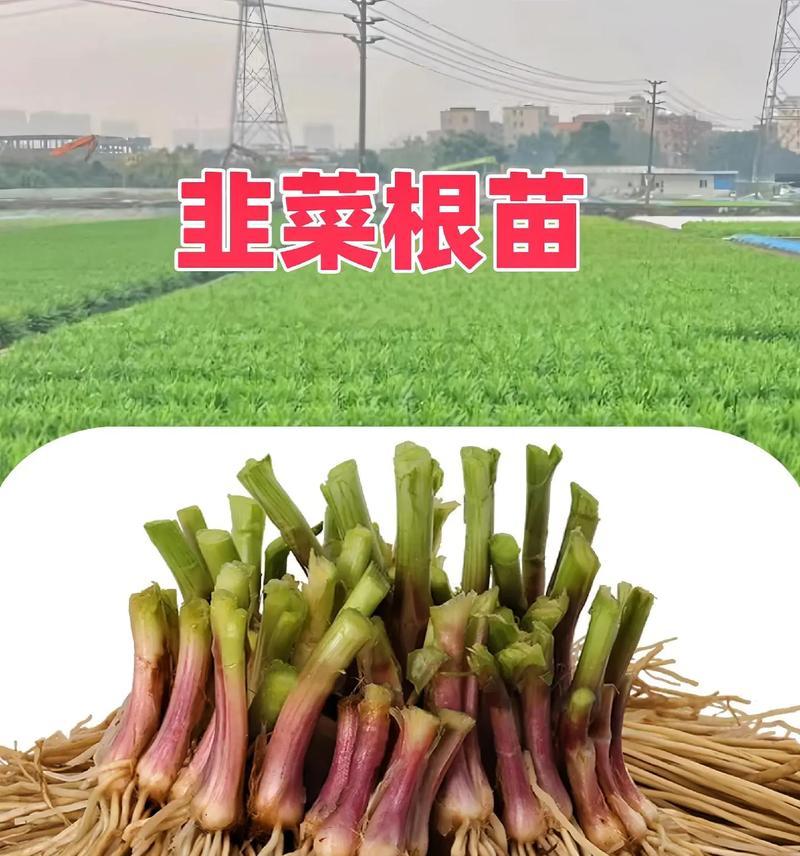 韭菜的最佳播种时间（适合给予分播种的关键）