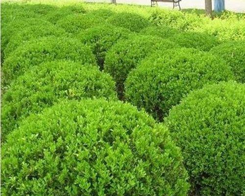 北方种黄杨树可行性分析（探究北方地区种植黄杨树的优劣势）