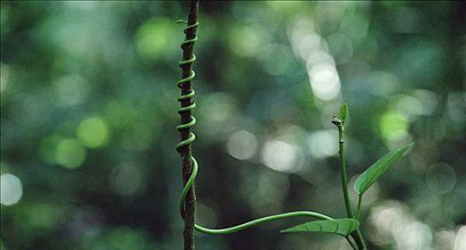 揭开番茄是否为双子叶植物的谜团（探究番茄的科学分类与生物特征）