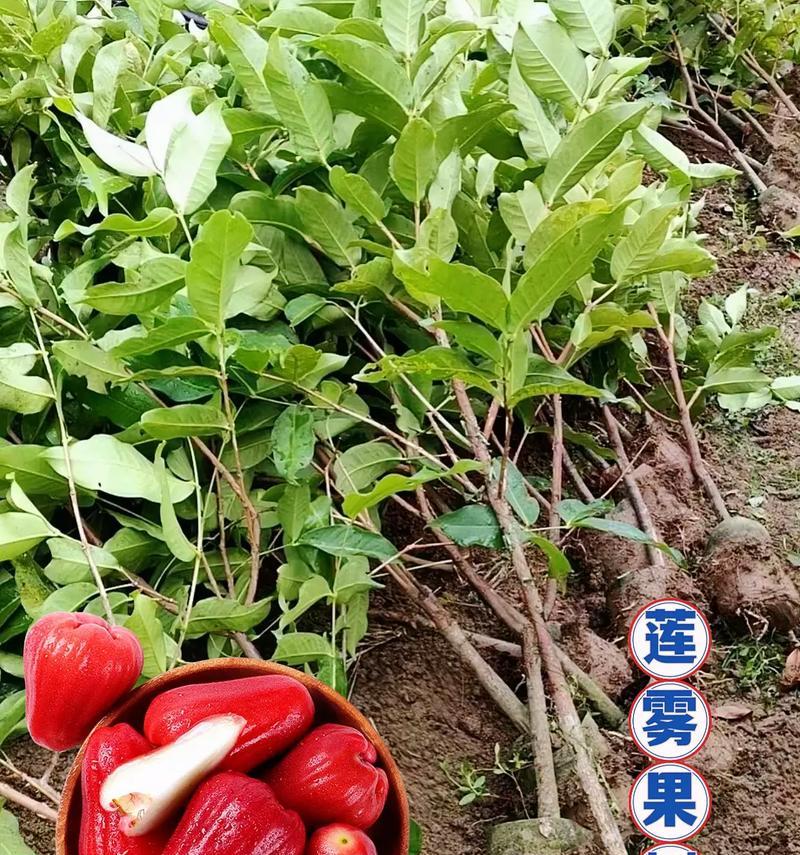 如何合适地剪枝莲雾树？（莲雾树的剪枝时间及注意事项）