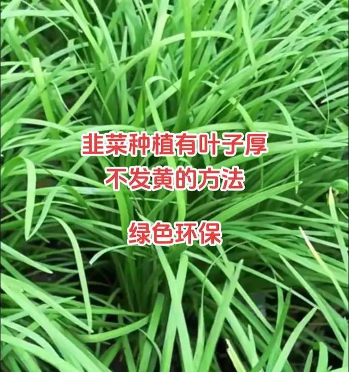 韭菜的种植时间和技术详解（从选地到施肥，打造韭菜丰收路）