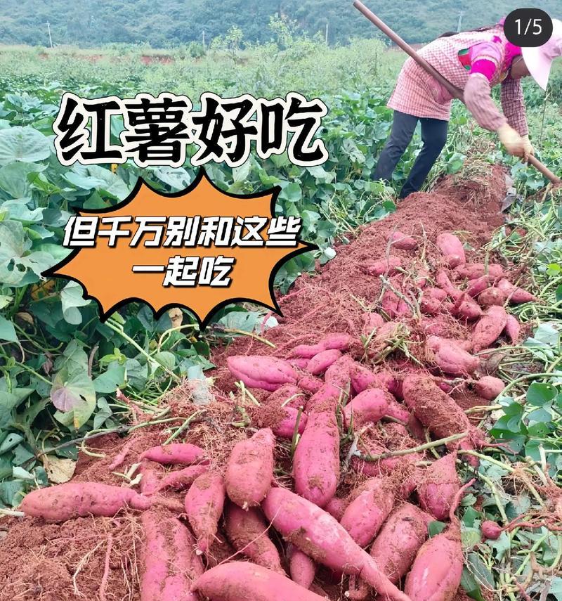 红薯饮食禁忌大揭秘（避免这些食物与红薯搭配，更健康更安心）