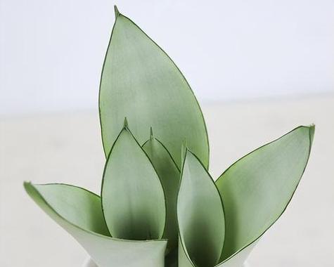 虎皮兰换盆的注意事项（15个步骤让你轻松换盆）