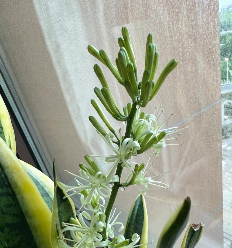 虎皮兰如何养护才能开花？（掌握这些技巧，让你的虎皮兰开出绚丽花朵！）