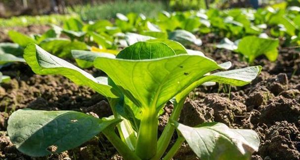 白菜施肥全攻略（掌握白菜肥料选择，轻松种出丰硕的白菜）