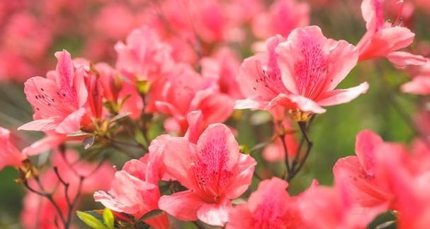 白醋兑水可否浇杜鹃花？——关于白醋浇花的探讨（了解白醋浇花的效果和注意事项）