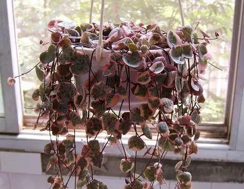 怎么浇水爱之蔓锦？（蔓锦的浇水方法与注意事项）