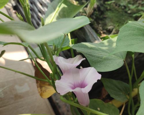 探秘红薯花开的奥秘（红薯开花长什么样？如何促进红薯开花？）