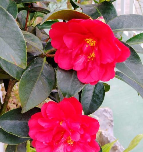 茶花的象征意义及含义（探寻茶花背后的文化内涵）