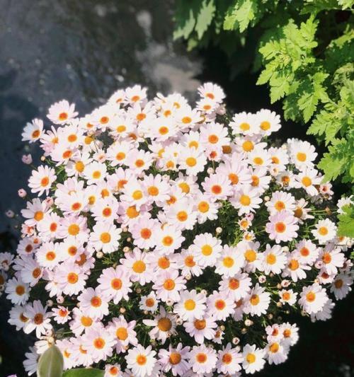 了解雏菊的花期与养护方法（从花期到养护，全方位解读雏菊）