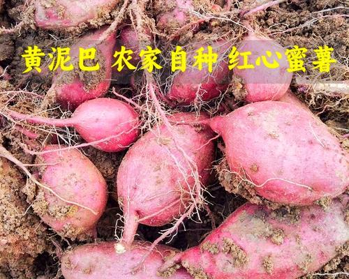黄泥土适合种植哪些蔬菜？（探究黄泥土的特性和适宜种植的蔬菜品种）