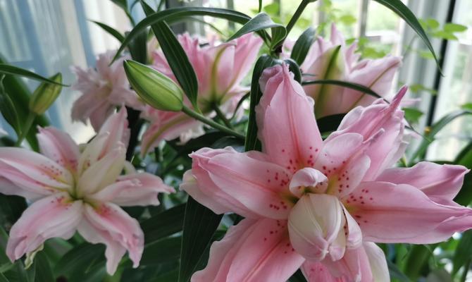 春季种植百合，迎接缤纷花海（百合种植的时间、方法和注意事项）