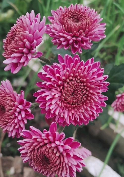 高洁的花（用花语传递高尚品格，品读高洁人生）