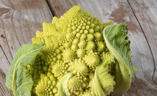 甘蓝——一种营养丰富的蔬菜（探究甘蓝的科学分类和生长特点）