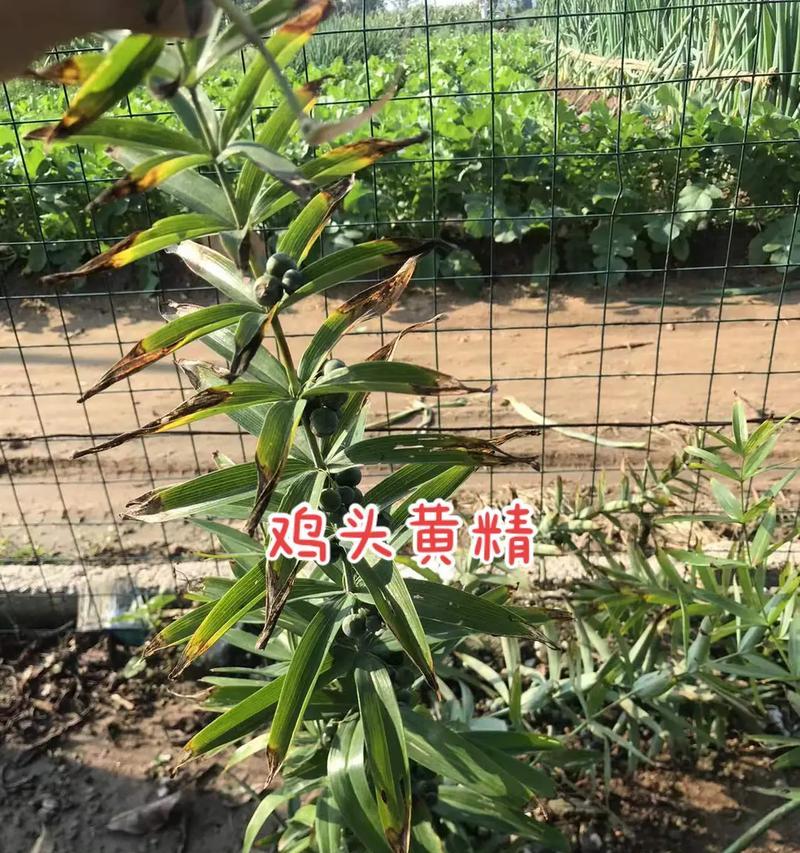 探秘黄精多年结果实的奥秘（揭开黄精结果实神秘的面纱）