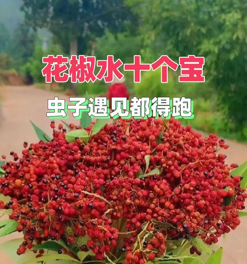 花椒生长周期详解（从种子到成熟果实，探秘花椒的生长过程）