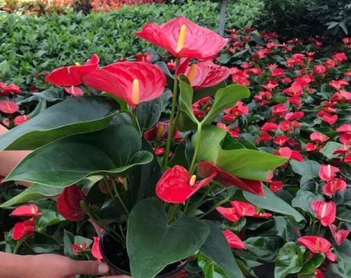 红掌花开花次数解析（一年开几次花？种植技巧你需要了解的）
