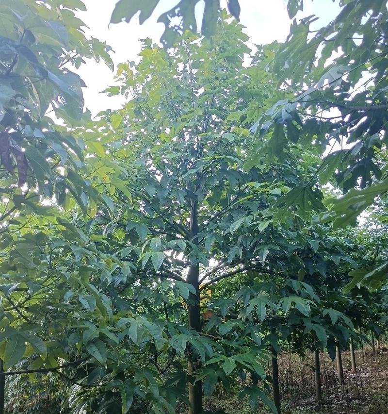 扁豆种植全攻略（时间、方法、注意事项一网打尽）