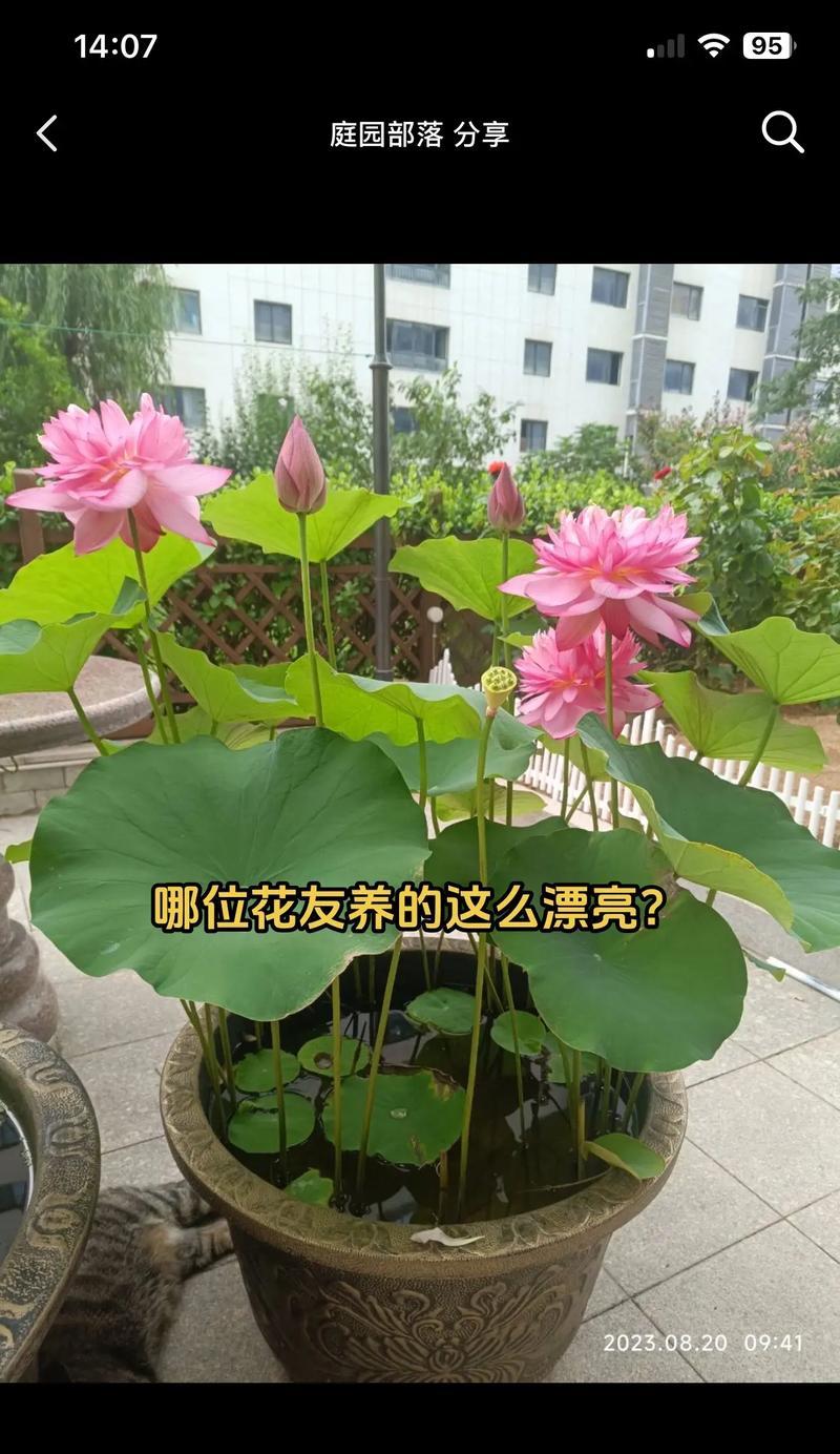 荷花的室内养护指南（了解荷花的需求，让您在家中也能欣赏美丽的水生植物）