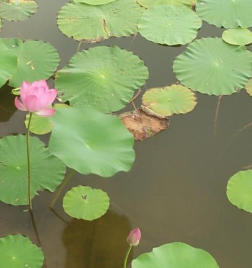 荷——恢弘壮美的水上花卉（揭秘荷花的神秘魅力）