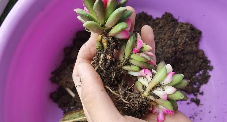 如何处理粉掌烂根问题（粉掌烂根的原因及防治方法）