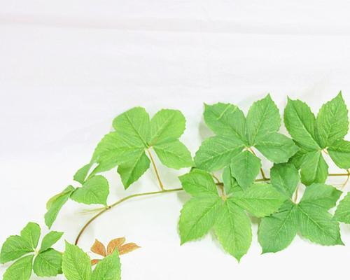 跟爬山虎很像的植物大揭秘（认清关键特征，避免误食）