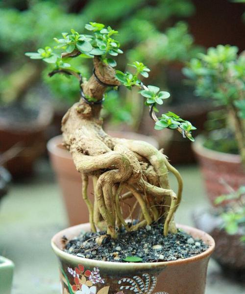 黄荆盆景剪枝全攻略（几月份修剪最佳？）