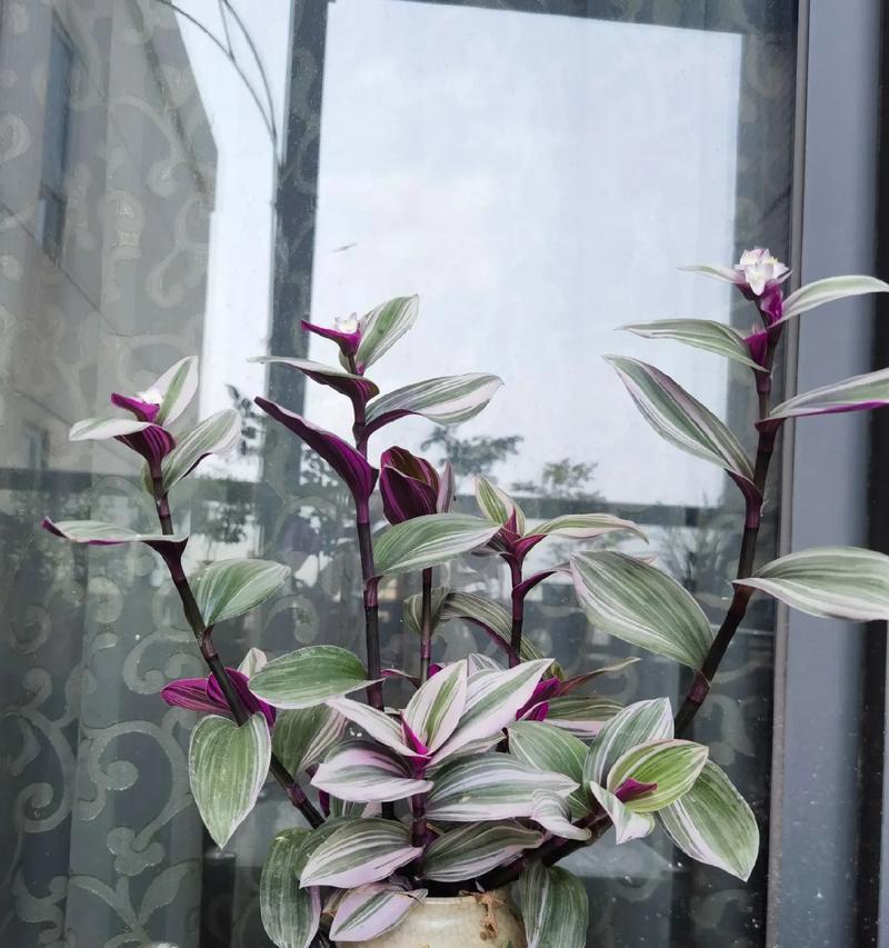 吊兰的花语和代表意义（探秘吊兰的神秘象征和象征意义）