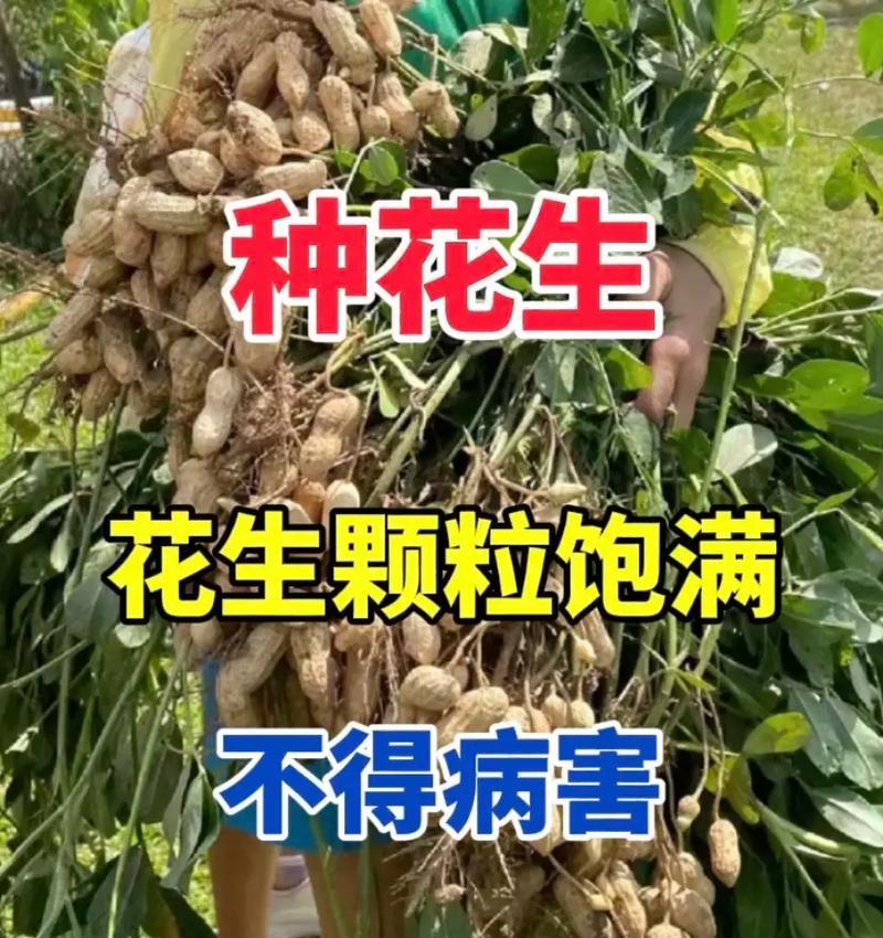花生种植全攻略（春季花生种植时间和方法详解，收获高产更简单）