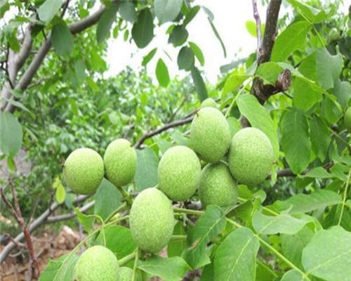 8518核桃几年结果实，产量惊人（南方地区8518核桃种植技术全面解析）