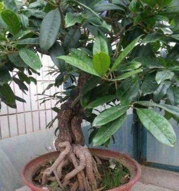 如何成功扦插繁殖你的桂花树？（桂花树扦插繁殖方法与注意事项）