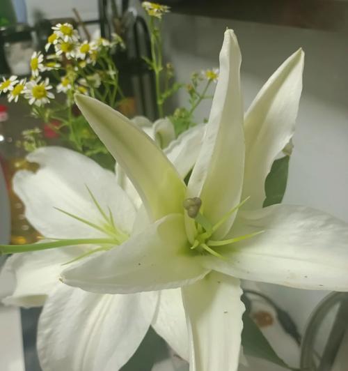 百合花的神奇功效（让你的卧室更健康、更美丽）