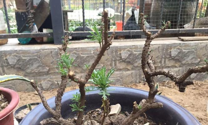 如何正确修剪海棠花？（海棠花修剪的时间、工具、方法、注意事项）