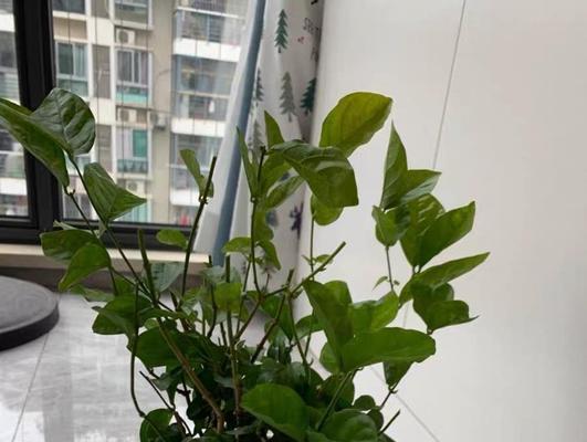 金弹子可以浇啤酒吗？正确的浇啤酒方法（如何避免浪费酒精？金弹子可以增加啤酒的口感吗？）
