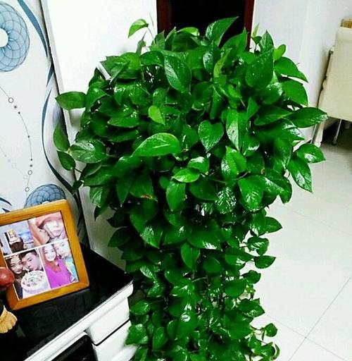 绿萝怎么浇水？（掌握绿萝浇水的正确方法，让你的植物更健康）