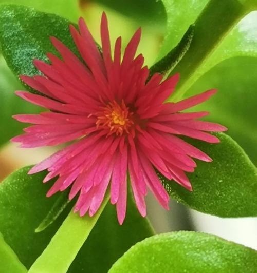 穿心莲开花时间及花期（探究穿心莲开花规律，让你的花园更美丽）