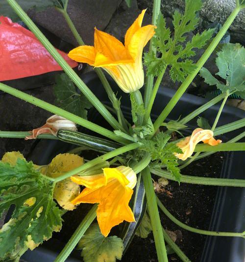 葫芦在花盆里种植的技巧与注意事项（打造轻松愉悦的家庭种植体验）