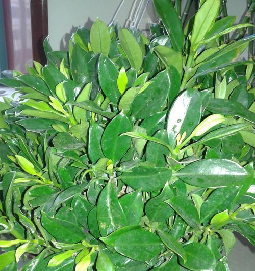 灰莉养护指南——让它开花盛放（打造花园中的灰莉美景，护理技巧大揭秘）