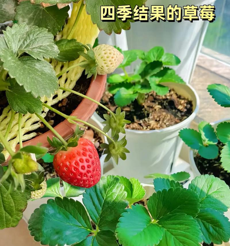 草莓开花结果的时间和技巧（揭秘草莓生长的奥秘，让你更好地栽培草莓）