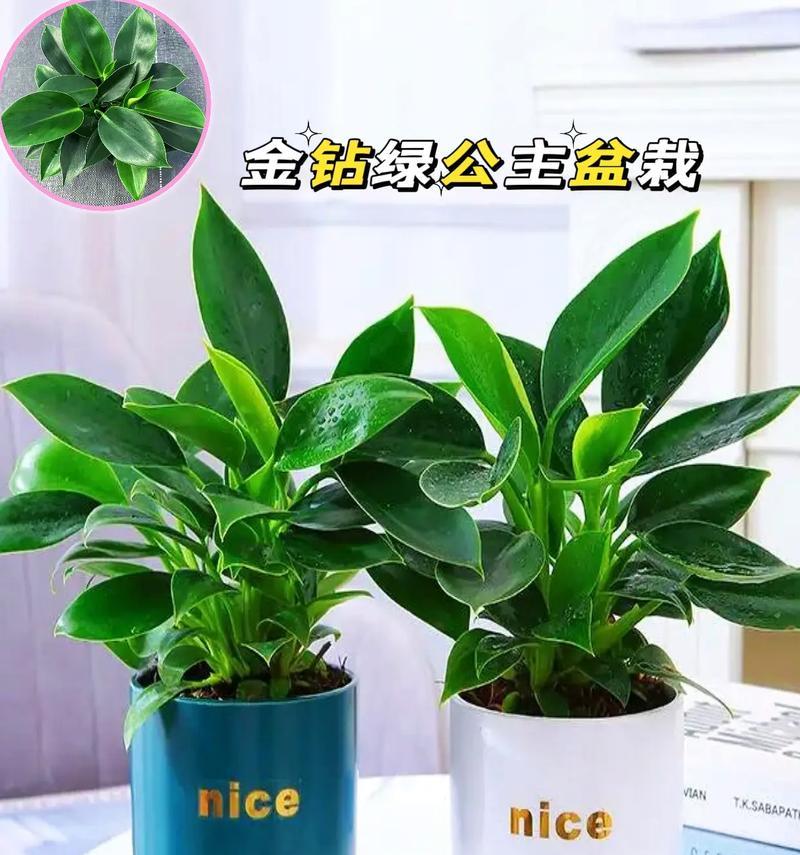 金钻冬天养护指南（打造健康鲜亮的金钻花，轻松过冬）