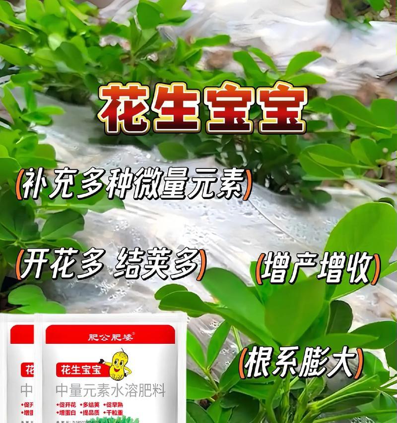 花生的肥料管理（选择合适的肥料，让花生长得更好）
