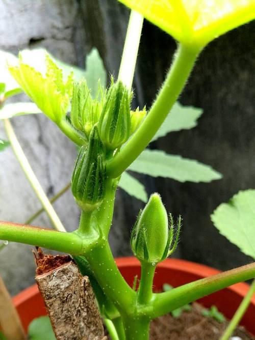 黄秋葵播种时间及注意事项（掌握黄秋葵种植技巧，高产又优质）