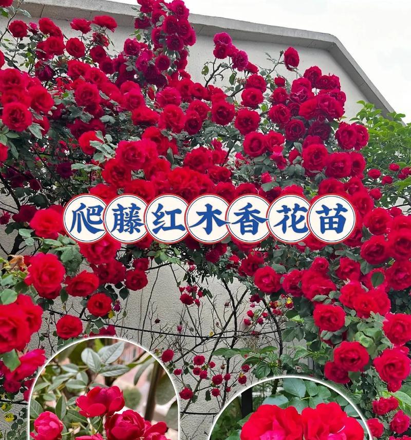 红木香可以盆栽吗？——红木香盆栽的养护技巧（红木香盆栽开花期、适宜温度、浇水及施肥方法）