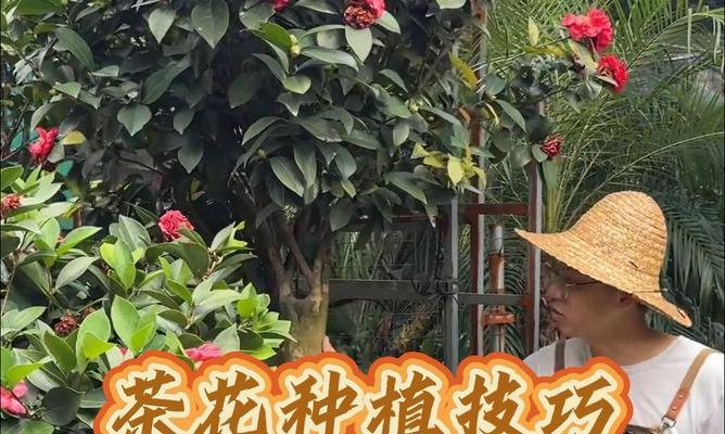 红山茶花家庭养法（打造枝繁叶茂的茶花盆栽）