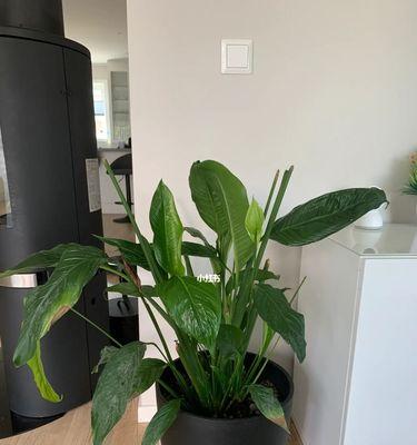 白掌换盆时机及注意事项（打造健康美丽的白掌，你需要了解的关键信息）