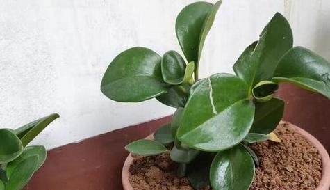 白鹤芋的浇水时间（正确的浇水方法，让白鹤芋健康茁壮成长）