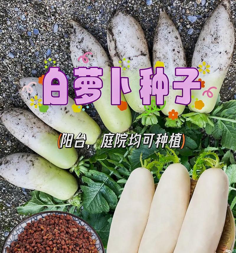 种植白萝卜的方法和时间（从选种到收获，让你一次搞定白萝卜种植）