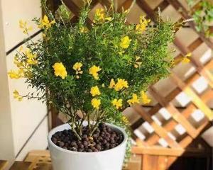 解析金雀花的性质（草本还是木本，这才是关键）
