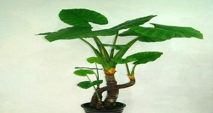 滴水观音的扦插方法及注意事项（掌握正确的技巧，让滴水观音盆栽更美丽）